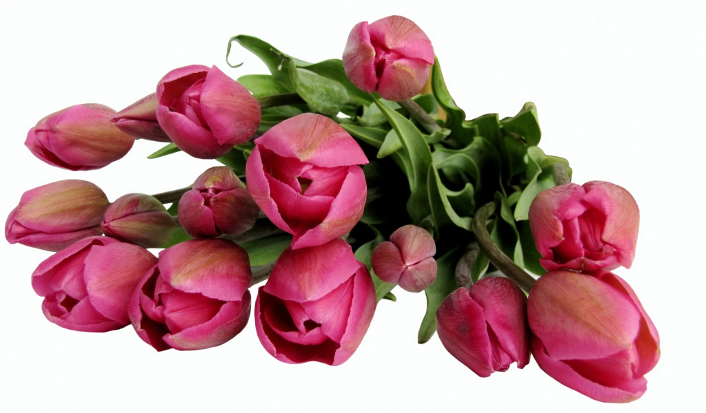 Бордовые тюльпаны