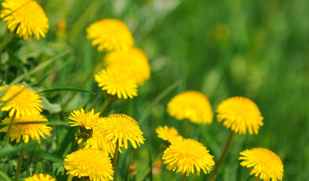 Ромашка в траве