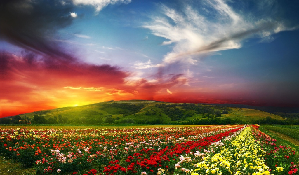Поле с цветами