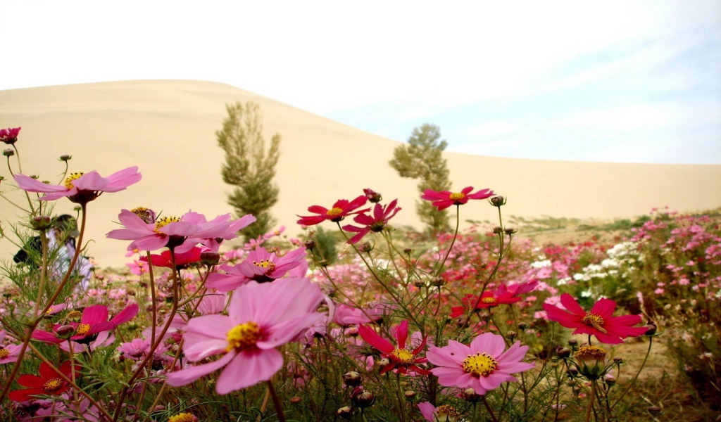 Цветы в пустыне