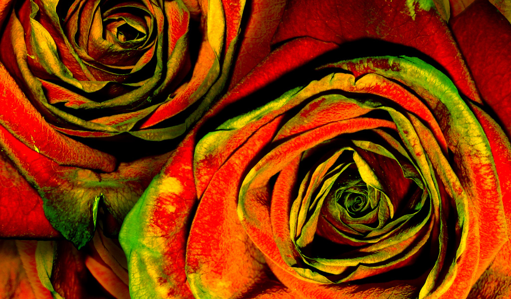 Зелено-красные розы