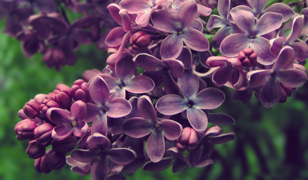 Куст сирени