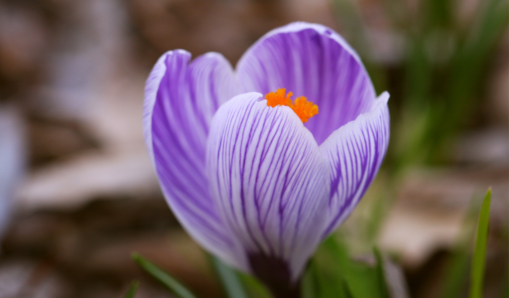 Сиреневый крокус