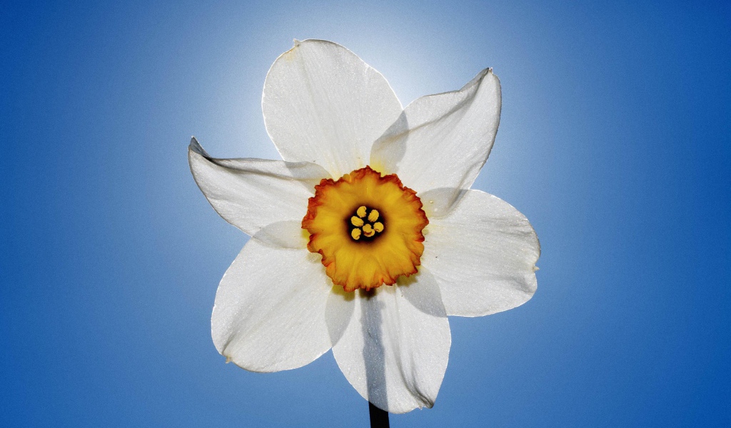 Нарцисс и небо