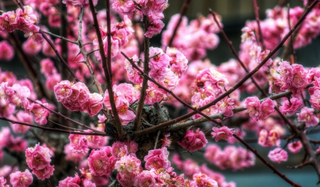 Цветы сакуры