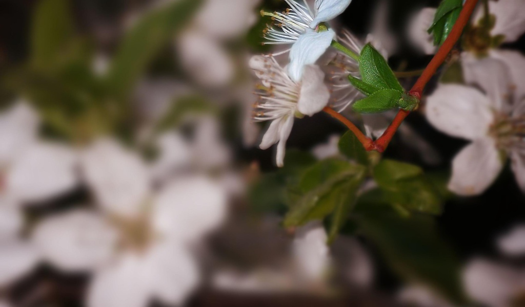 Белоснежный цветок 