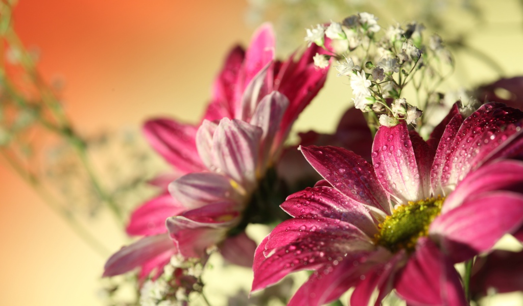 Красные герберы