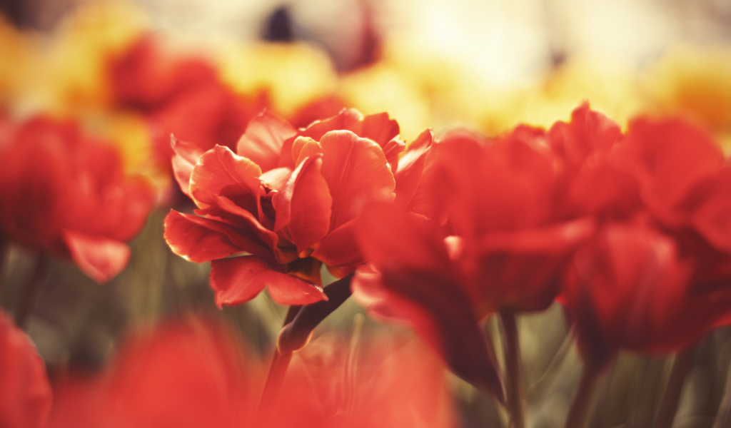 Красные маки