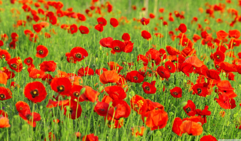 Поле красных маков