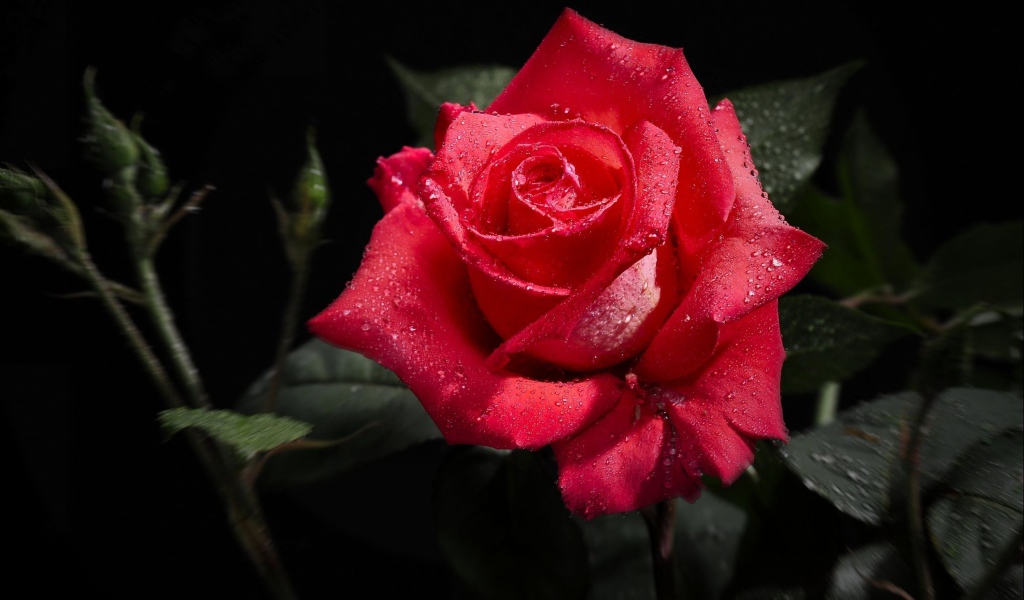 Роза в капельках росы