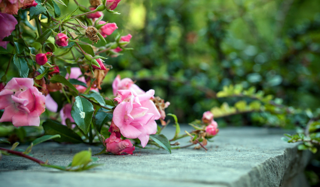 Розовый куст