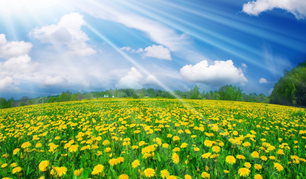 Солнечные одуванчики