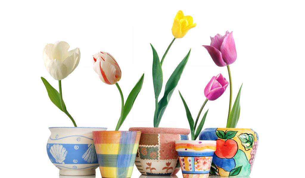 Тюльпаны в горшочках