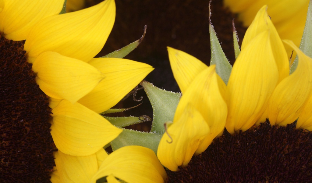 Два подсолнуха