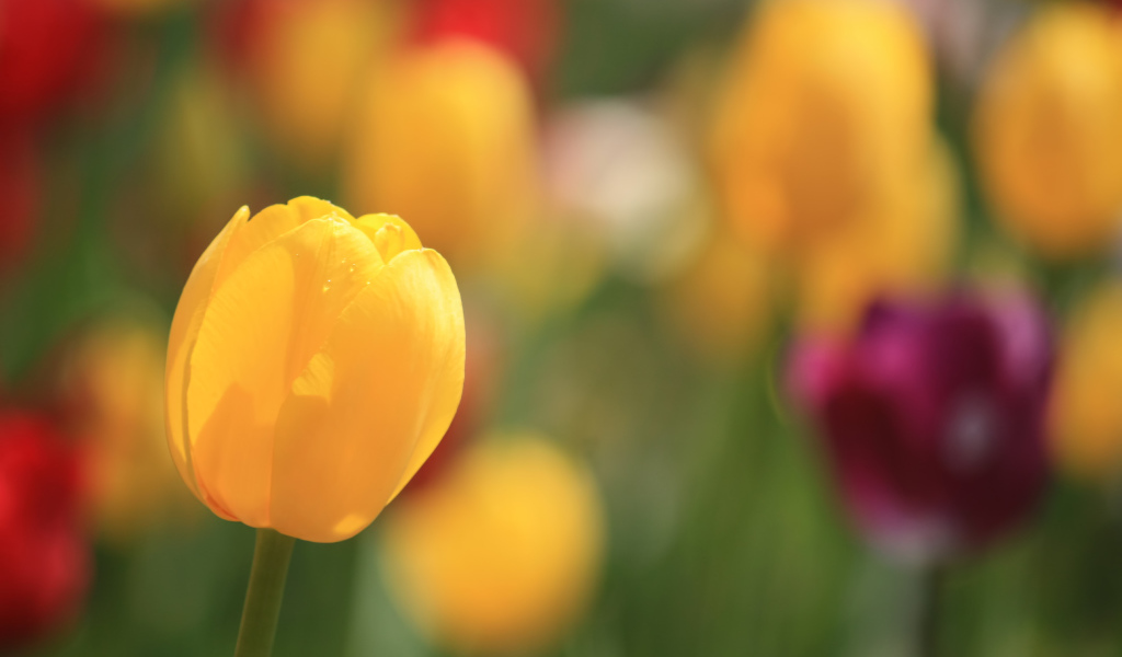 Желтый тюльпан