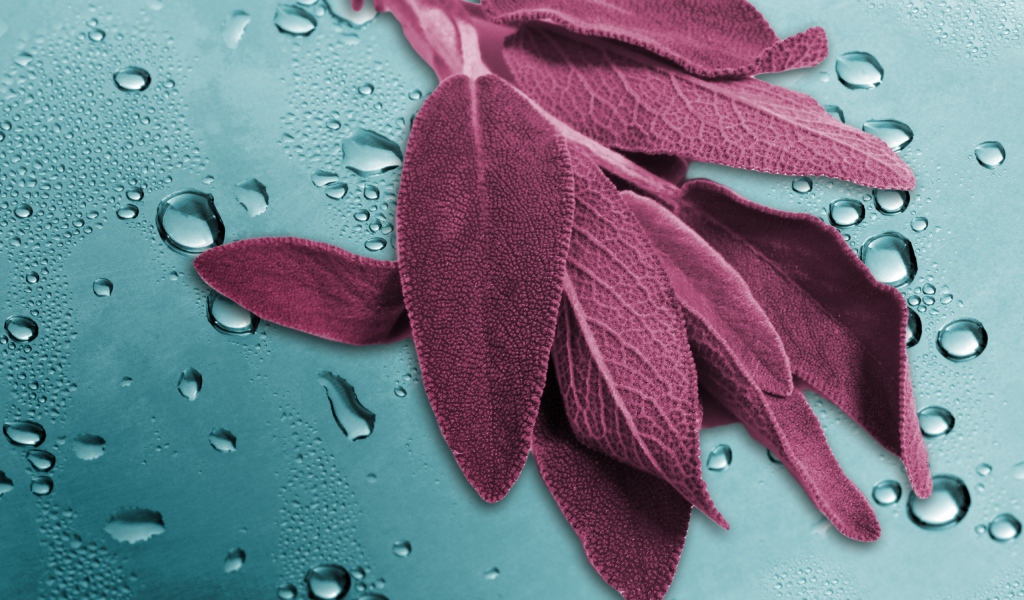 Листья на мокром стекле