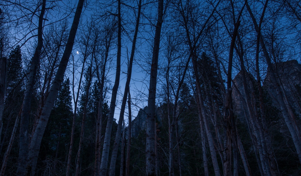 Наступление ночи в лесу