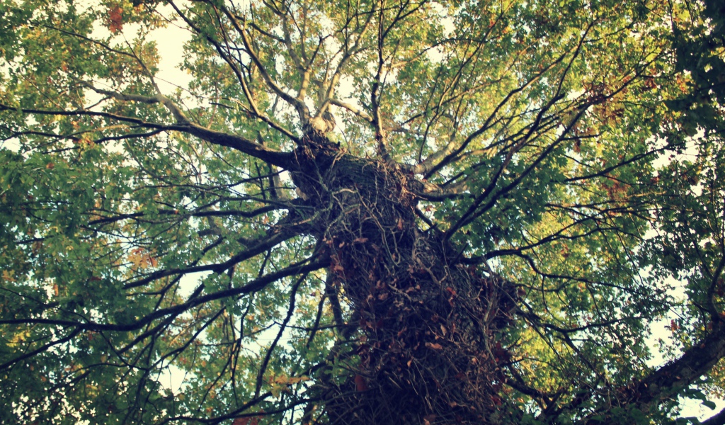 Крепкое дерево