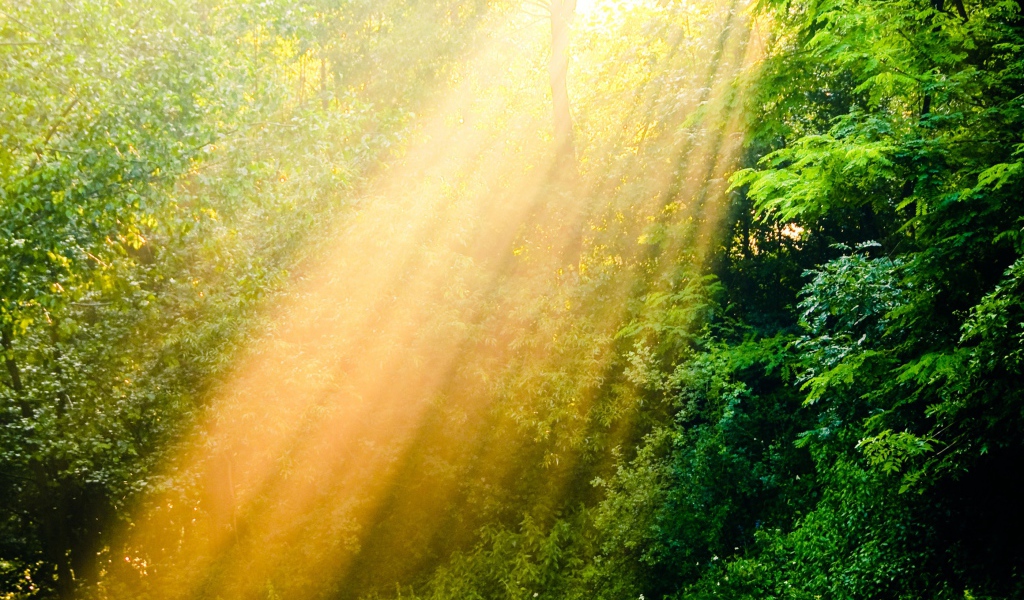 Лучи солнца в лесу