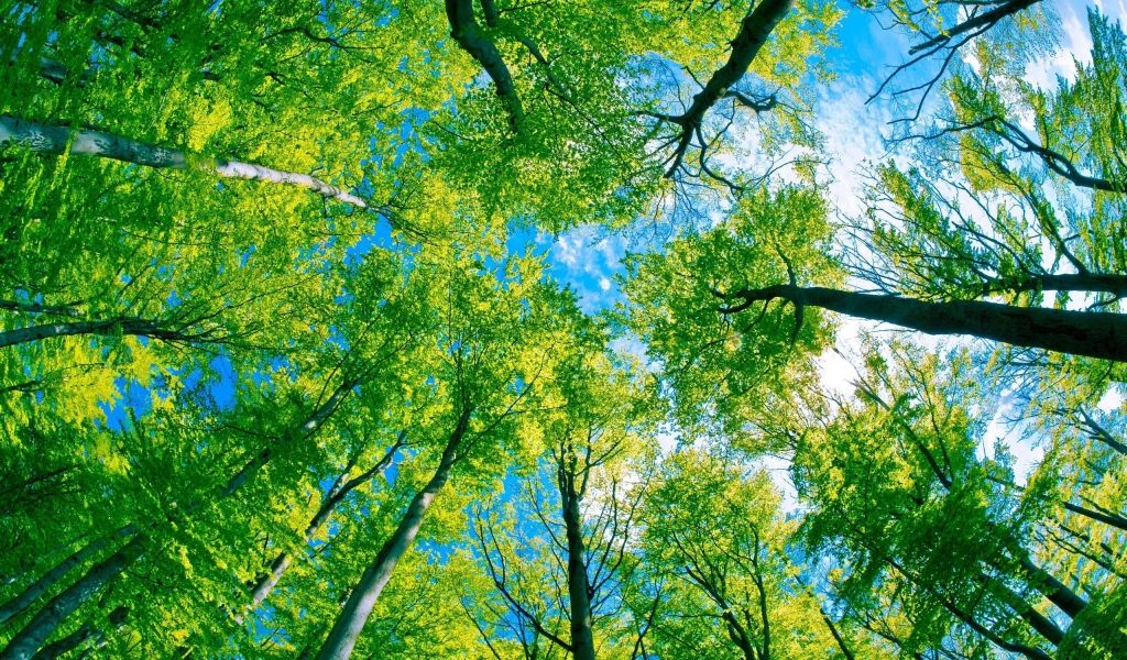 Небо через деревья