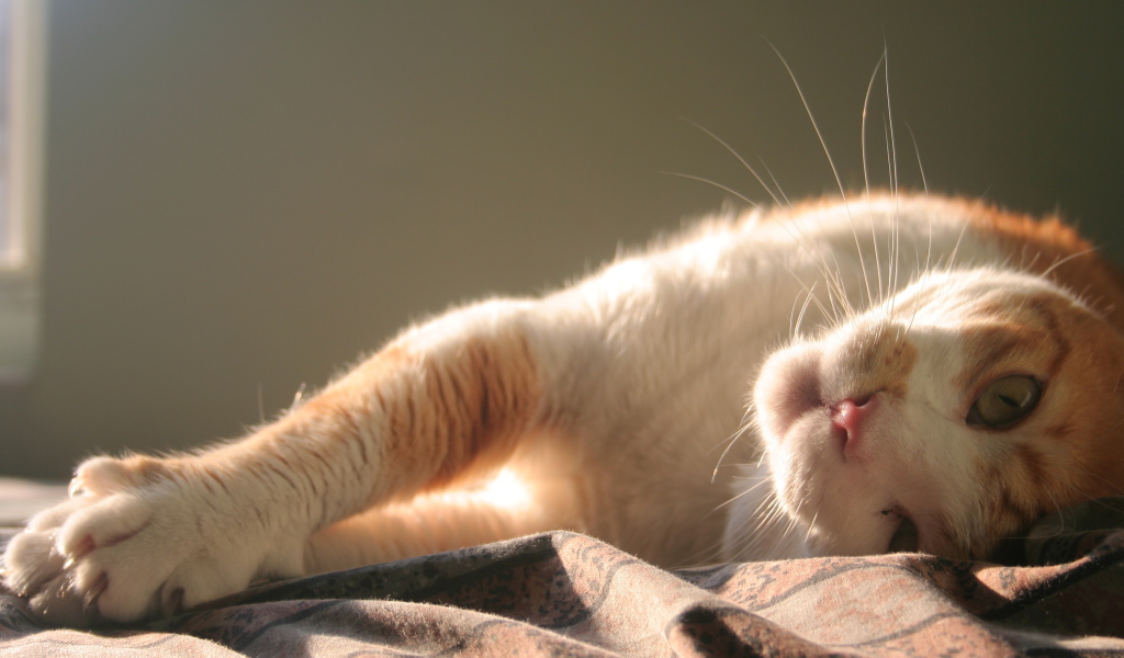 Нежная кошка