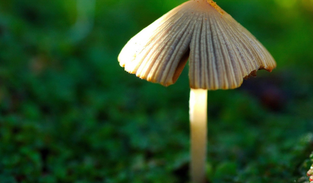 Гриб в лесу