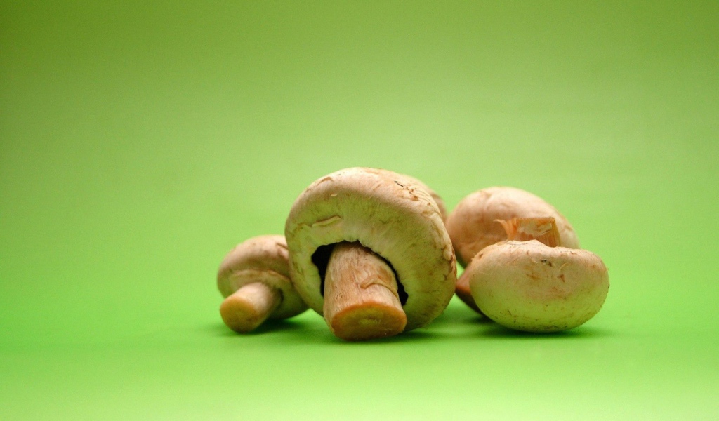 Грибы на зеленом фоне