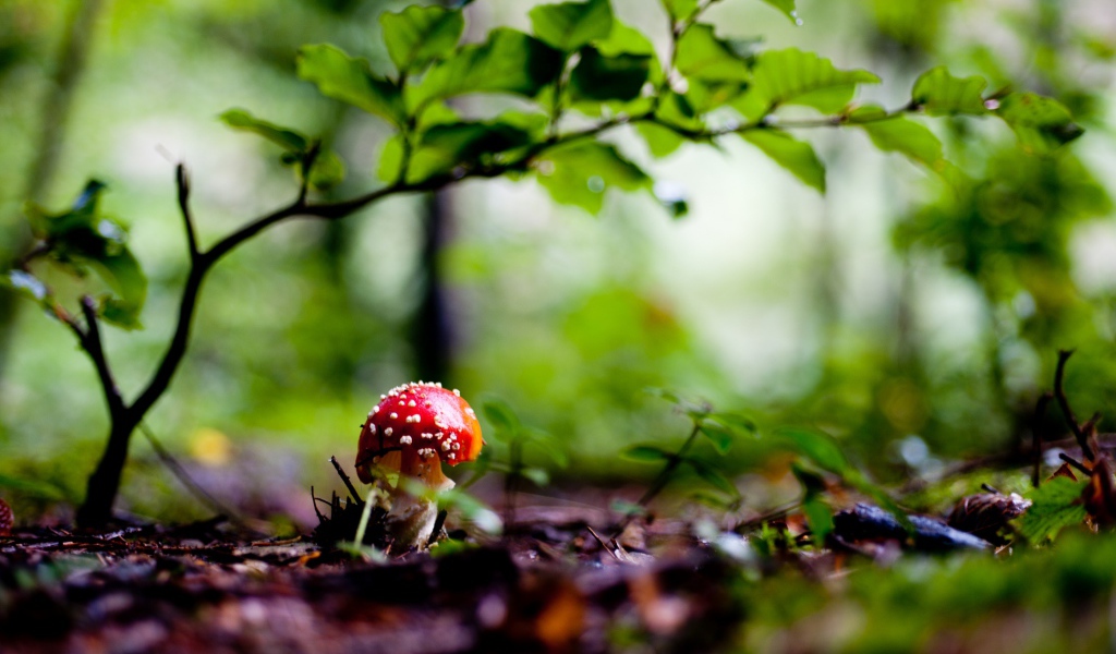 Красный грибочек