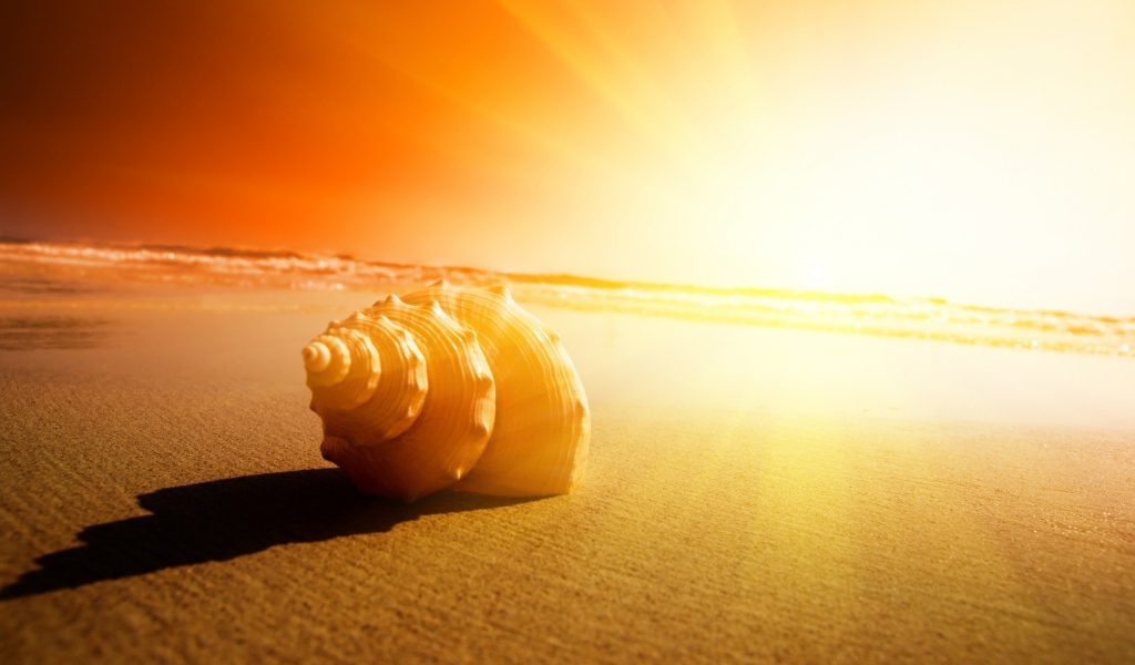 Изумительная раковина