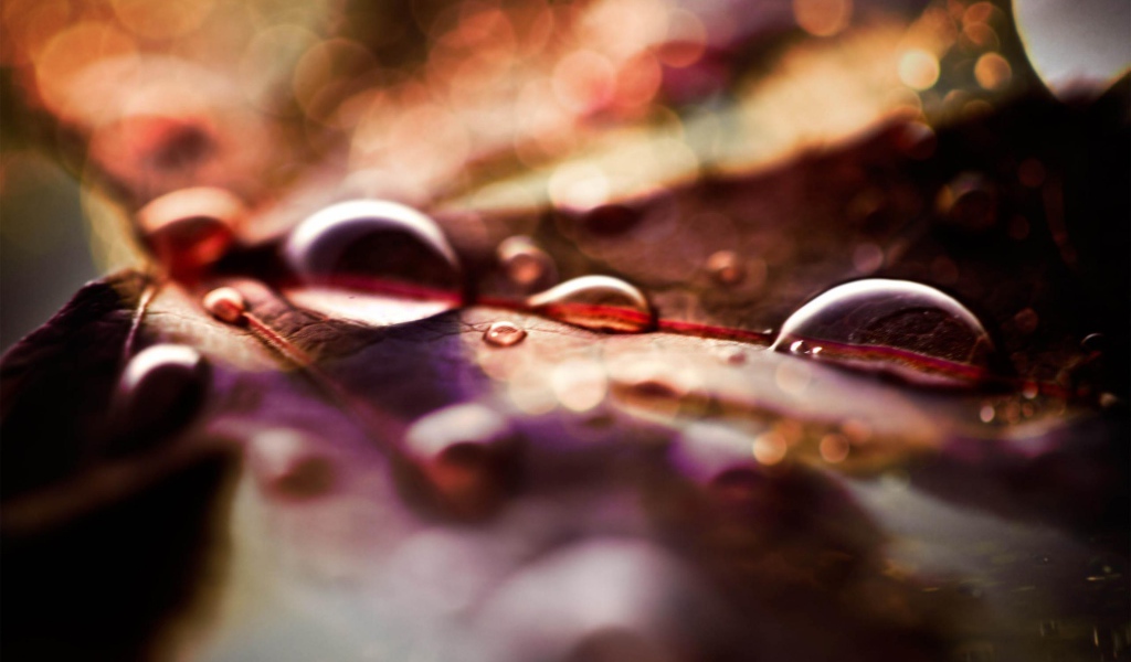 Капли на листке