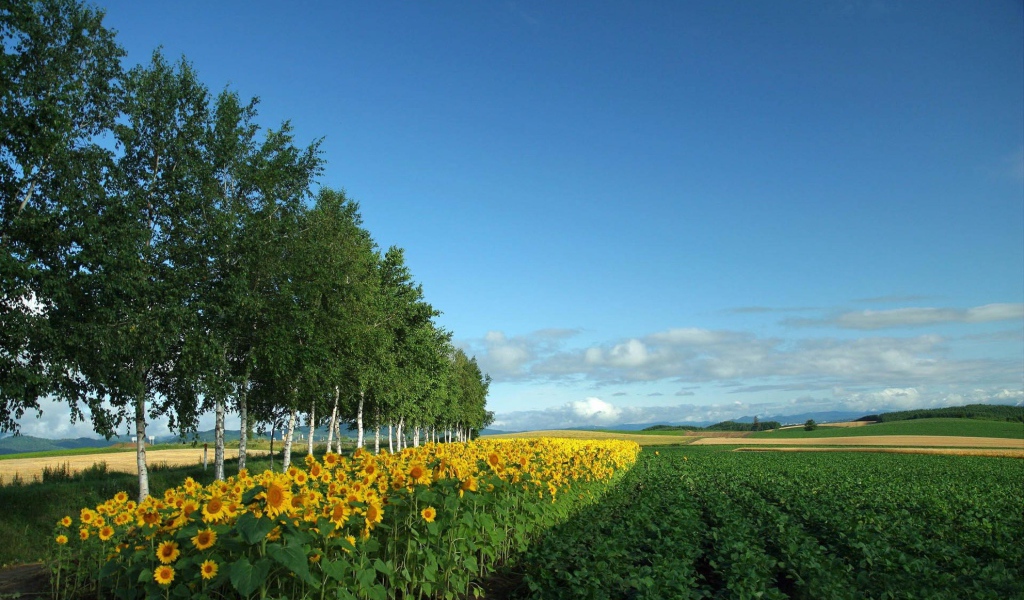Поле подсолнухов