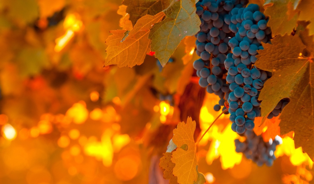 Виноград и листва