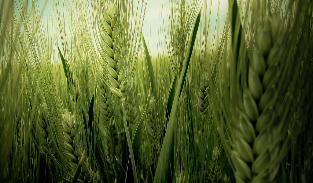 Колос пшеницы