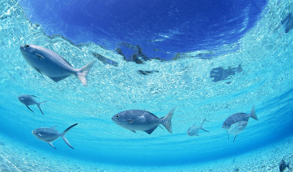 Морское дно