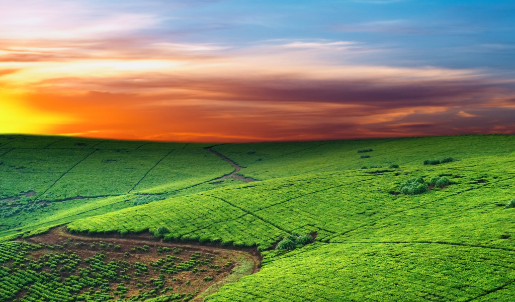 Зеленые пастбища на закате