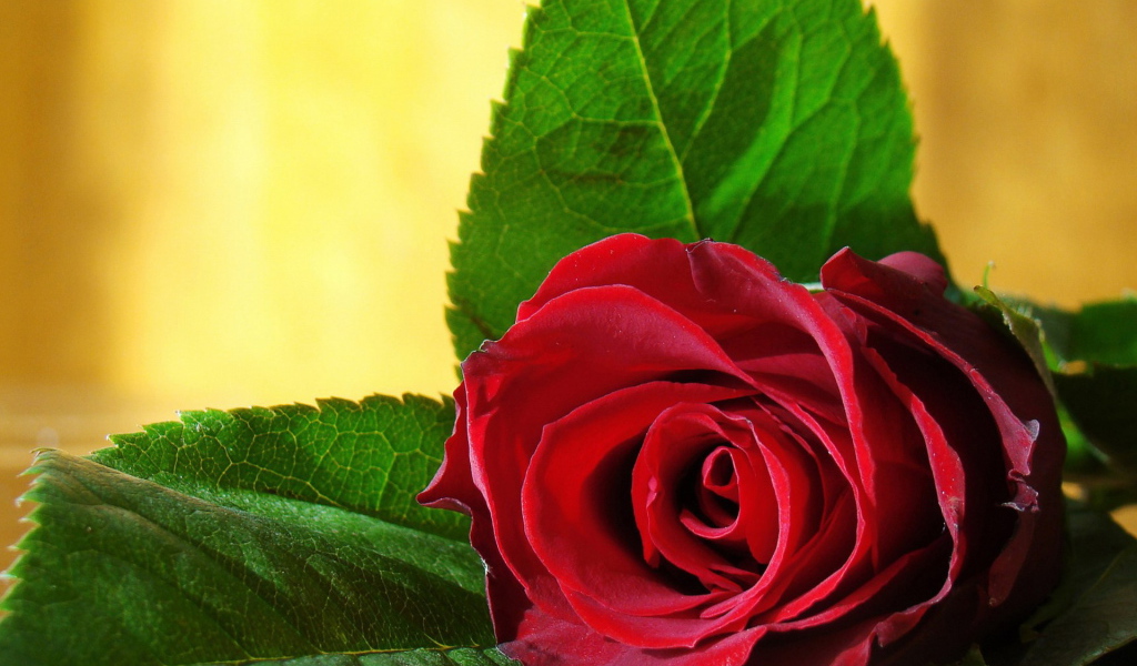 Одинокая роза