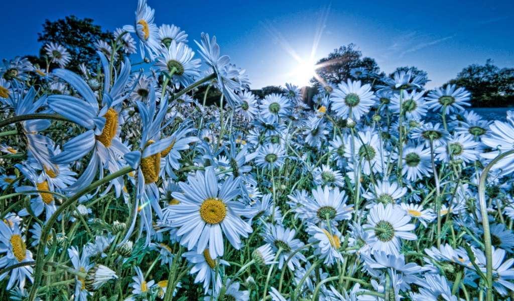 Облако ромашек