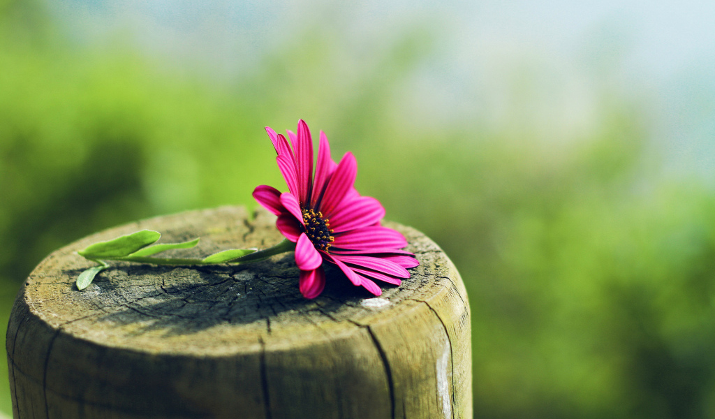 Цветок на пне