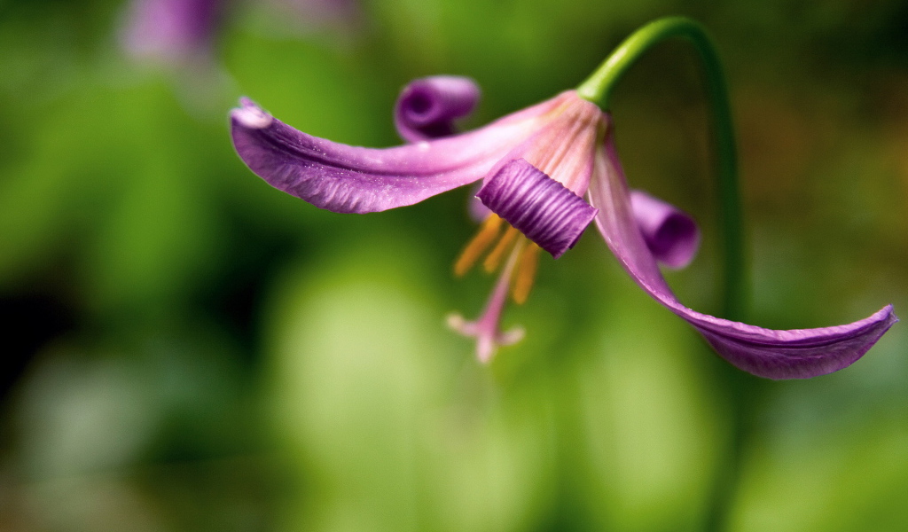 Красивый цветок