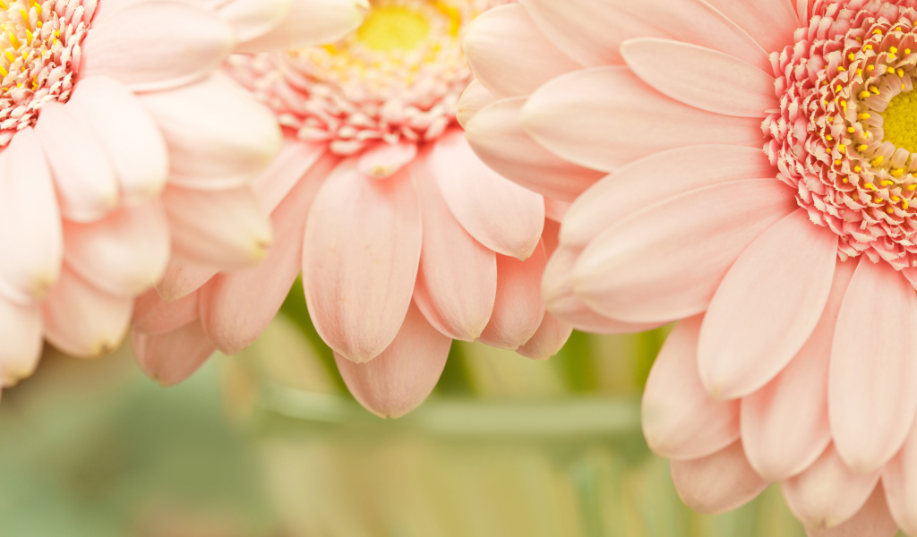 Красивые цветы