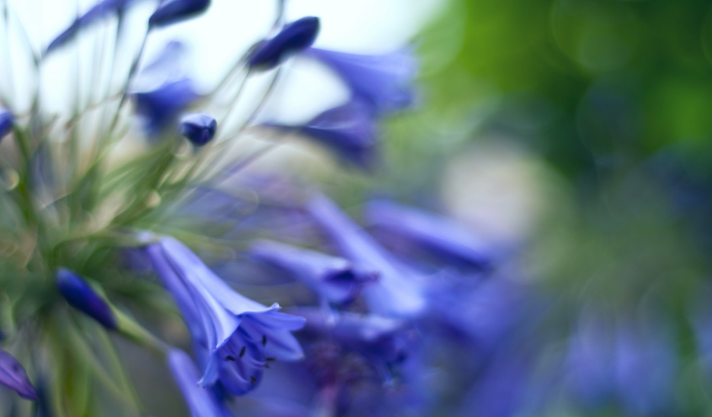 Колокольчики