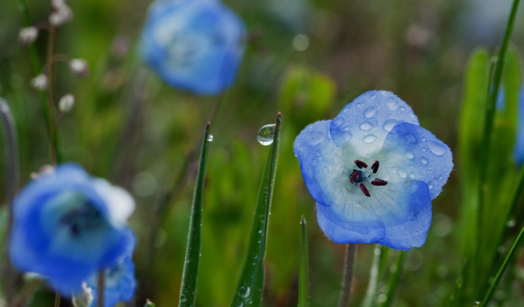 Колокольчики в росе
