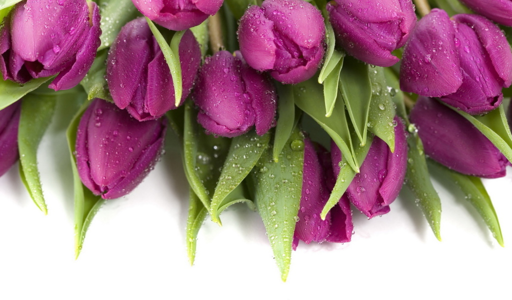 Букет тюльпанов