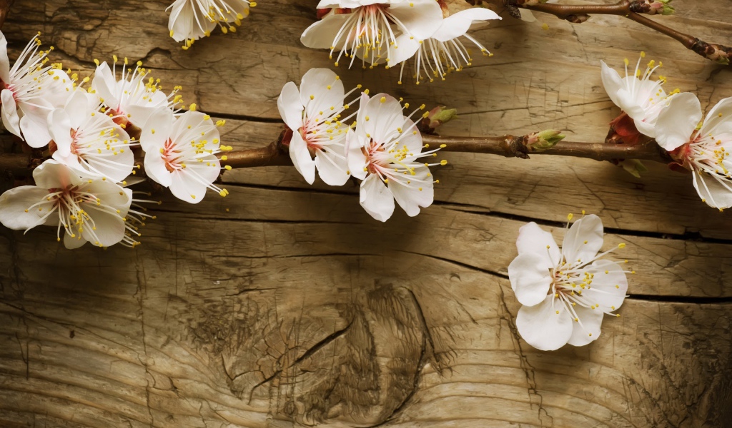 Цветки вишни