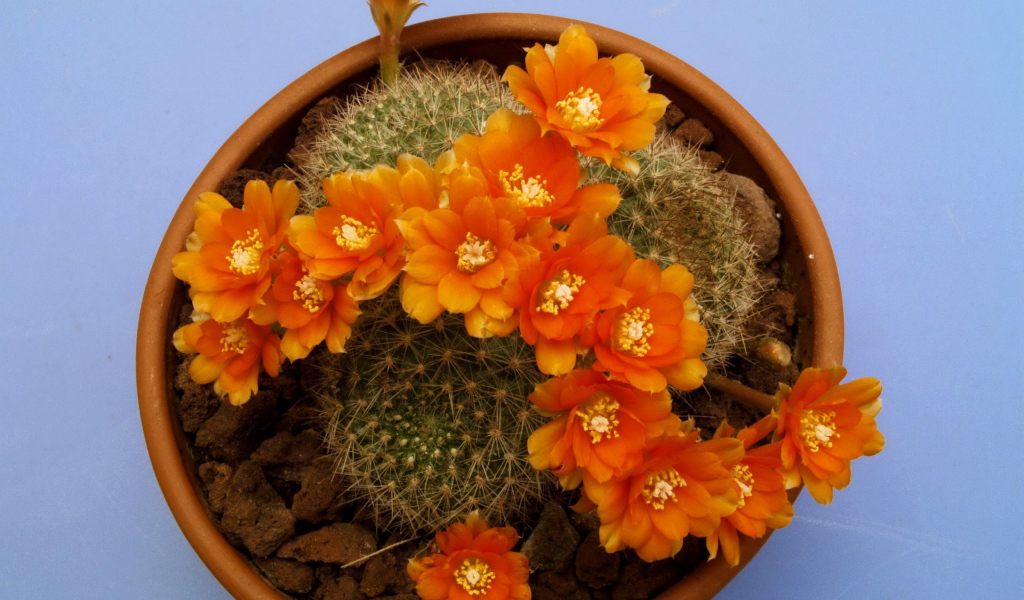 Кактус цветущий