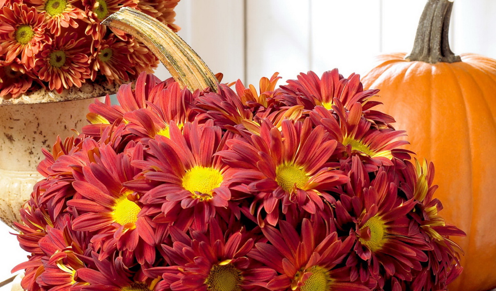 Хризантемы