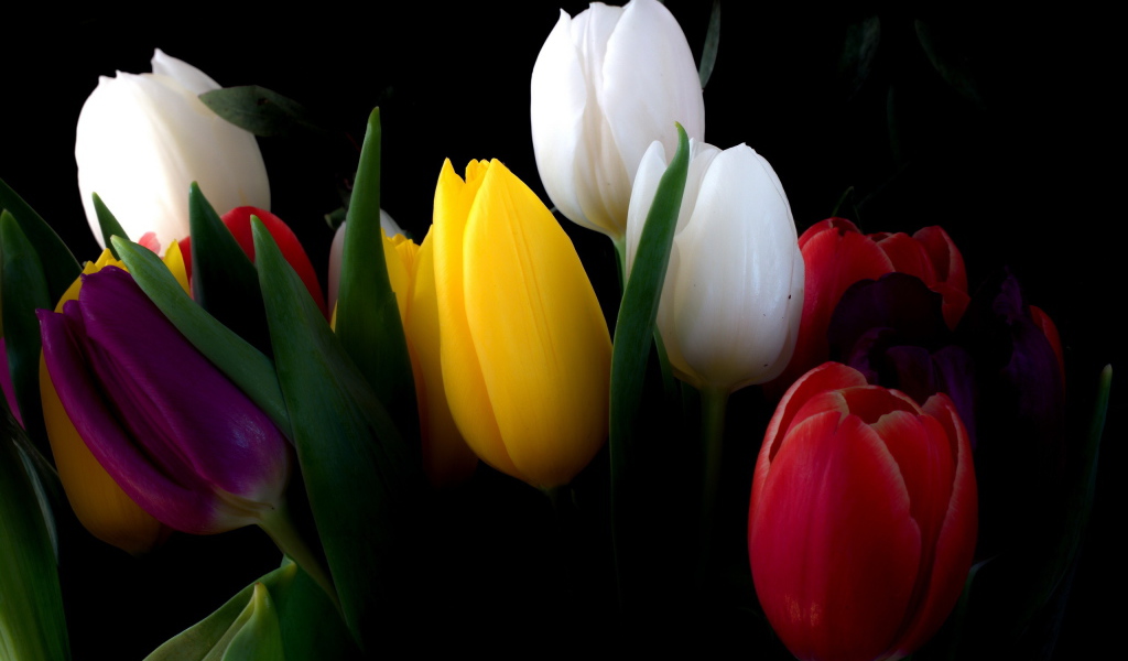 Разноцветные тюльпаны