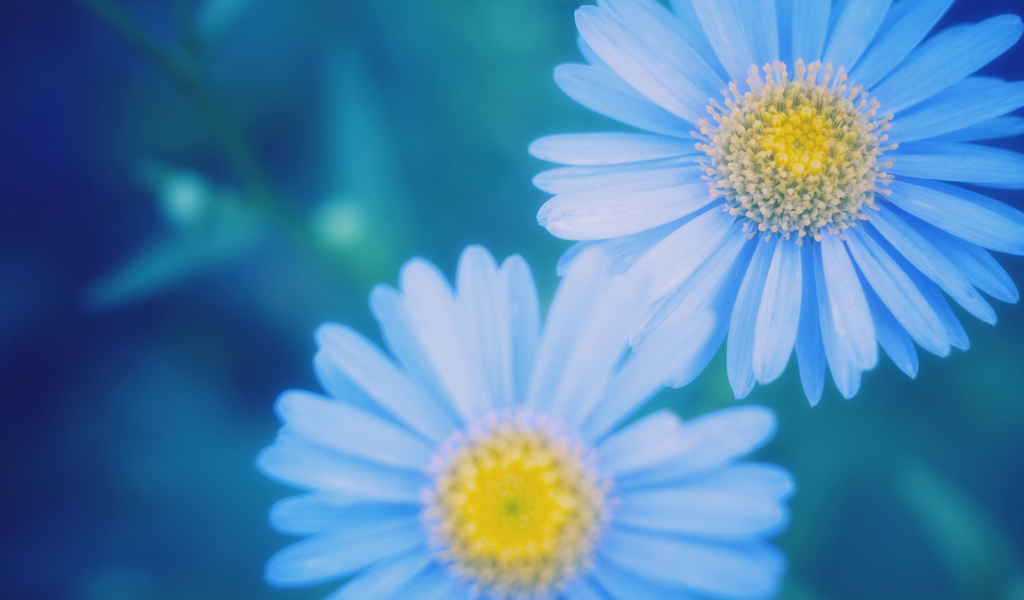 Маргаритки