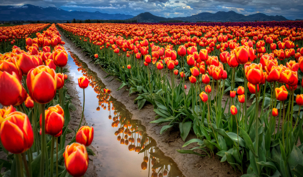 Поле тюльпанов