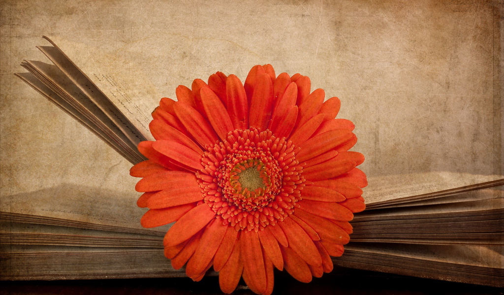 Гербера в книге